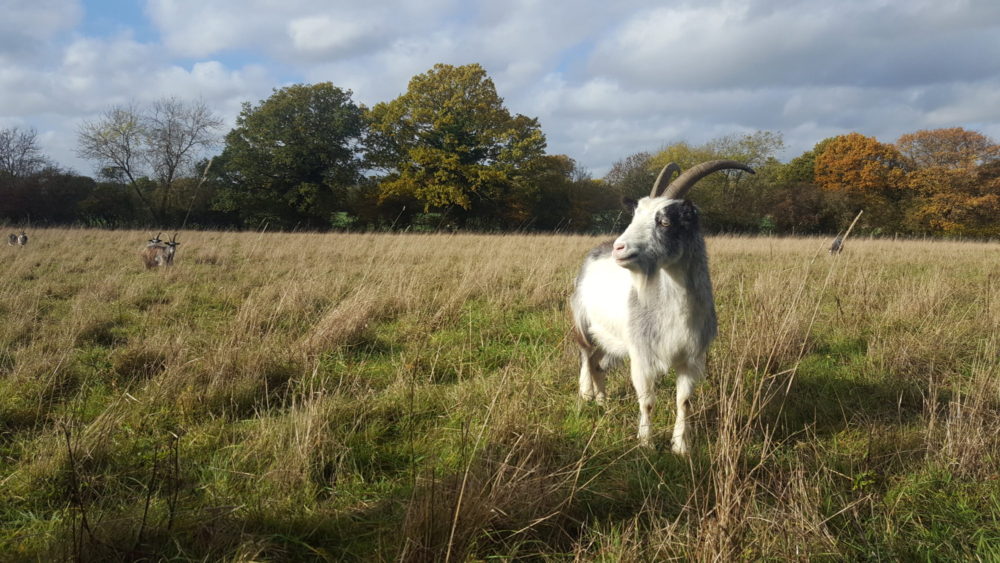 The land fanns of The ‘Land